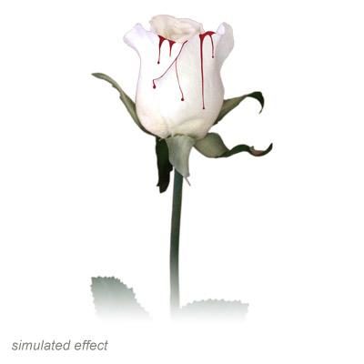 Bleeding Rose by Visual Magic