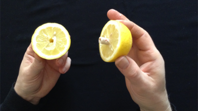 CITRUS: The Next Generation, C2 - Small by Nourdine - Image 6