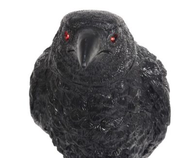 Animated Raven Head Turning with Sound