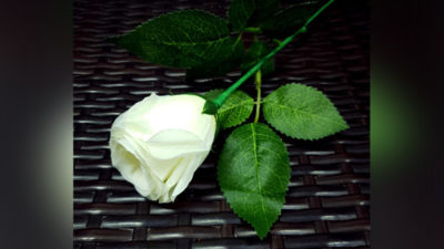Rose Light set RED by JL Magic - Image 3