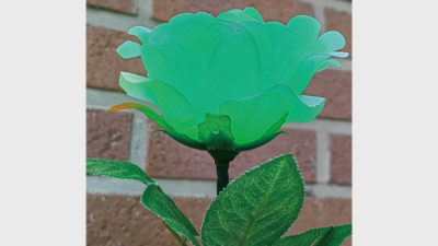 Remote Light Rose Multi-color, Charger Included by JL Magic - Image 3